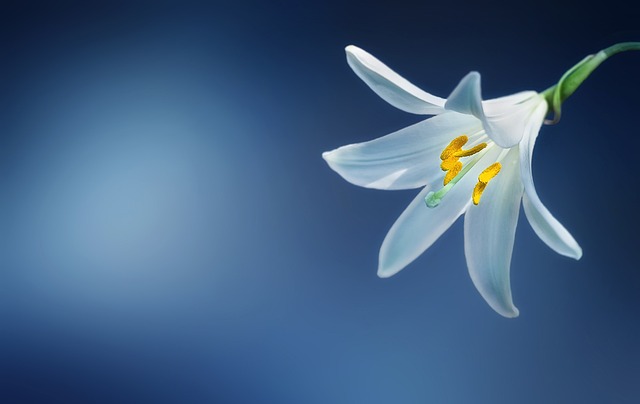 Pæon fra Järbo: En blomst med historisk betydning